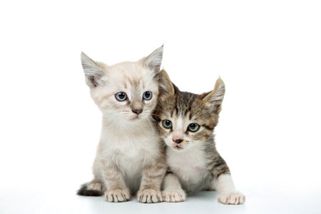 A closeup shot of a couple of baby kittens on white backgroundの写真素材