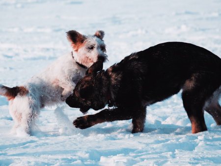 The dogs playing in the snowy parkの写真素材