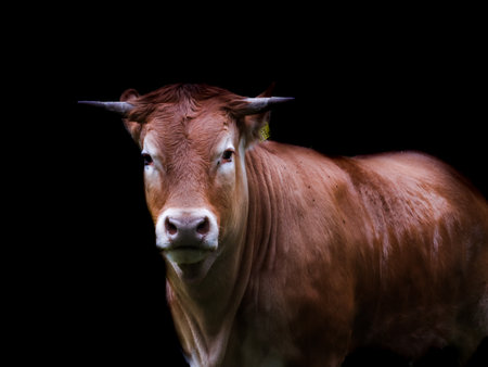 A closeup of a bull staring into the camera with a dark backgroundの写真素材
