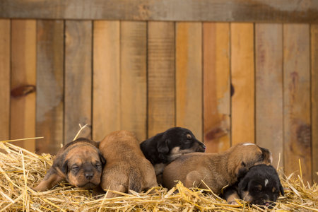 A selective focus shot of sleeping newborn puppies with a wooden background