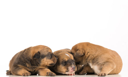 A closeup shot of newborn puppies on an isolated backgroundの写真素材