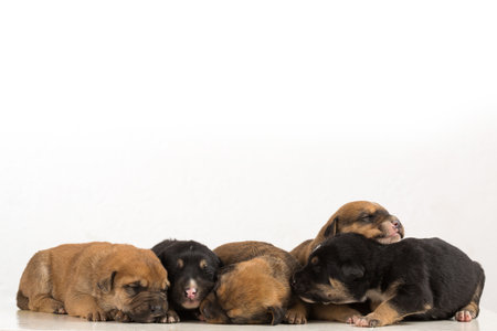 A closeup shot of newborn puppies on an isolated backgroundの写真素材