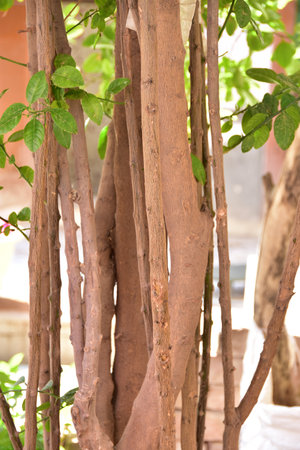 A vertical shot of thin cinnamon trees growing in a park