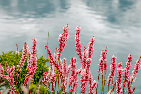 A scenic view of green grass and wildflowers growing on the side of Katora Lake in Pakistanの写真素材