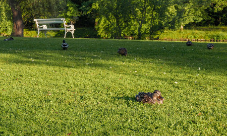 A park with a bench and ducks on the green lawnの写真素材