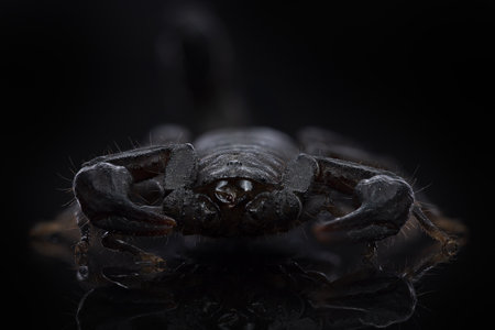 A closeup shot of a black scorpion isolated on a black background