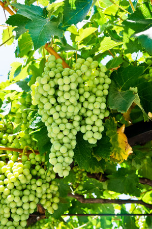 A vertical shot of bunches of wine grapes