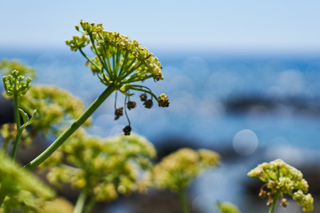 The white parsley flowers with the sea in a backgro in Belvedere Marittimo, Italyの写真素材