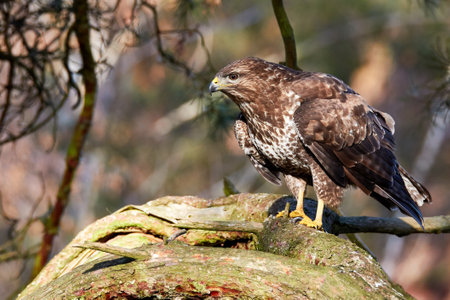 Buzzard standing on thick branch of pine tree spying for preyの写真素材