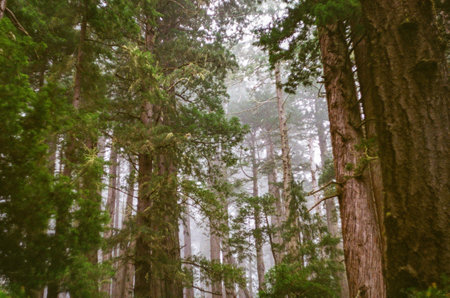 A dense summer forest with tall trees covered by lush foliageの写真素材