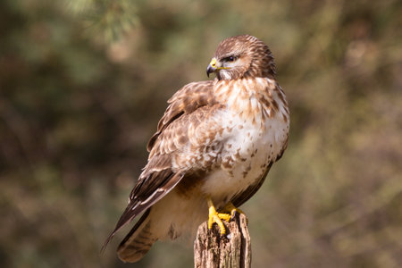 Buzzard sitting on oak pole against natural background in sunshineの写真素材