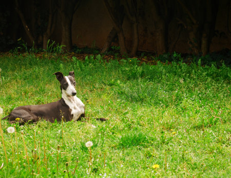 A beautiful purebred dog called greyhound
