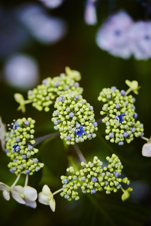 A vertical shot of beautiful hydrangea flower buds