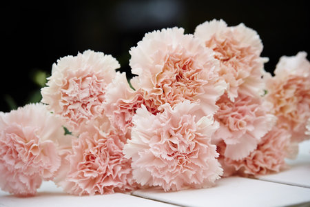 A closeup of beautiful pink carnation flowers on a white surfaceの写真素材