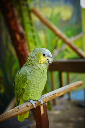A vertical shot of a green parrot perching on a wooden pole on a blurred backgroundの写真素材