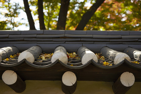 A closeup of a Korean traditional roof covered in autumn leaves during daylight