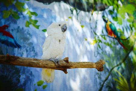 A selective focus of a white cockatoo (Cacatua alba) on vibrant backgroundの写真素材
