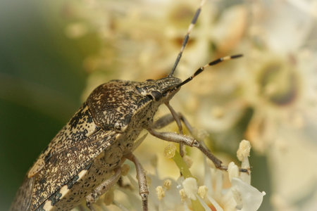 A closeup shot of a Mottled Shieldbug on the flower