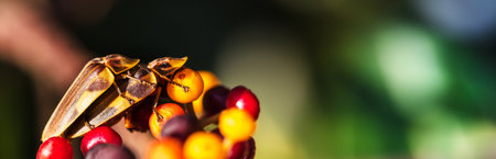 A closeup shot of copulating insects with blurred background