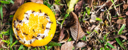 A top view of ants eating an orange on the grouの写真素材
