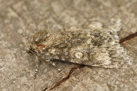 A closeup shot of an owlet moth on stone