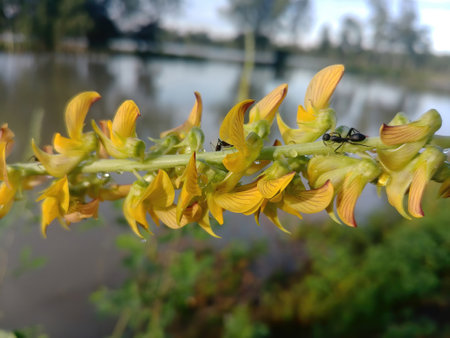 A closeup shot of ants walking on crotalaria pallida flower on the blurred backgroundの写真素材