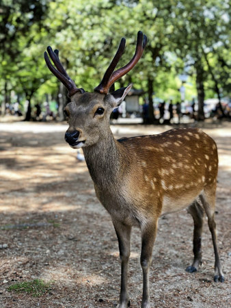 The beautiful baby deer walking in Nara Park in Nara, Japanの写真素材