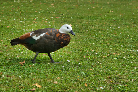 A black female Paradise Shelduck at Botanic Gardens Christchurch
