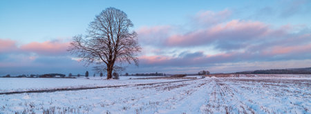 A large landscape covered in snow with a single tree, during a beautiful sunset in Ardenne, Belgiumの写真素材