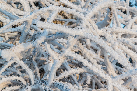 Frozen and snowy grass in sun light during winter.の写真素材