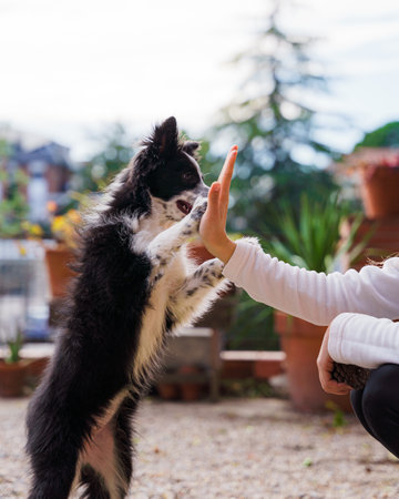 Cute black and white border collie puppy high-five with a girl on a sunny dayの写真素材