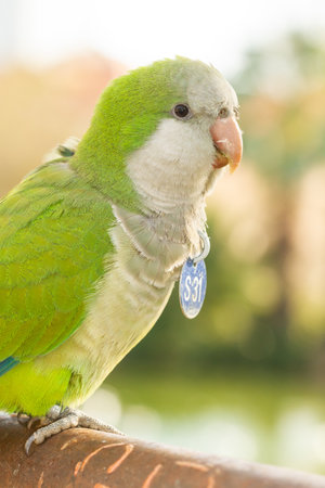 A vertical closeup of a green-colored Monk Parakeet sitting on a branch during the daytimeの写真素材