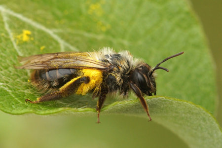 A selective focus shot of a miner bee (Andrena) on a green leaf