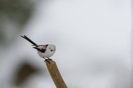 A closeup shot of a long-tailed tit on the tree branchの写真素材