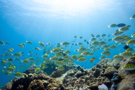 A low angle shot of exotic and colorful fish swimming near the corals at the bottom of the oceanの写真素材