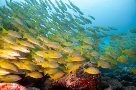 A closeup shot of exotic and colorful fish swimming near the corals at the bottom of the oceanの写真素材