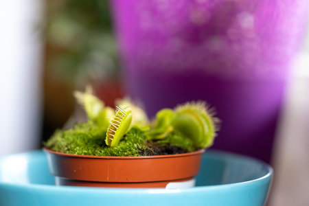 A closeup shot of a potted blooming Venus flytrapの写真素材