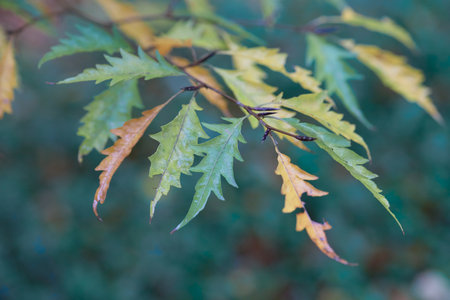 A closeup of green oak leaves on tree branches in a field in autumn with a blurry backgroundの写真素材