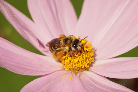 A closeup of a female pantaloon bee on a pink cosmos flower