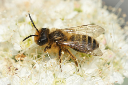 A male of the yellow-legged mining bee (Andrena flavipes) collecting nectar on a white flower