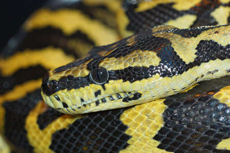 A closeup shot of a boa snake curled upの写真素材