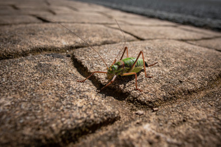 A macro shot of a grasshopper on the ground