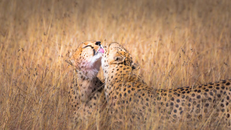 A beautiful view of a couple cheetah licking each other in Maasai Mara Kenya, Tanzaniaの写真素材