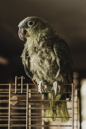 A vertical shot of a parrot in a bird roomの写真素材