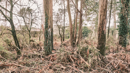 A forest with dried fallen branches and leavesの写真素材