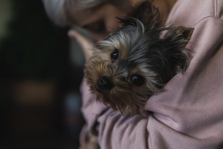 A cute Yorkshire terrier dog in the arms of a ladyの写真素材