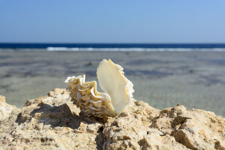 A selective focus shot of a seashell on the rock with an ocean in the backgroundの写真素材