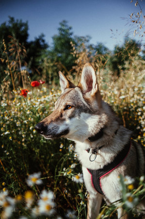 A vertical selective focus shot of a wolf-dog standing in the greenery