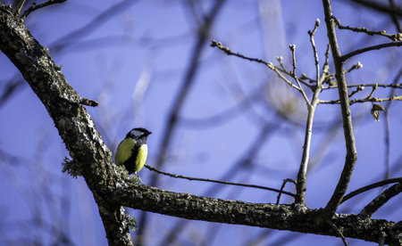 A selective focus shot of a common great tit bird perched on the tree branchの写真素材
