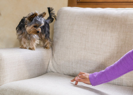 A lady playing with her Yorkshire terrier dog on the sofa at homeの写真素材